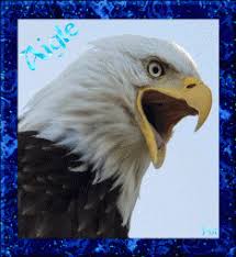 aigle